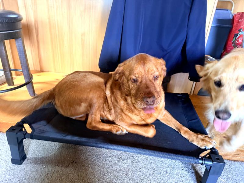 Yoda, Journee, and Rusty all fighting for a spot!