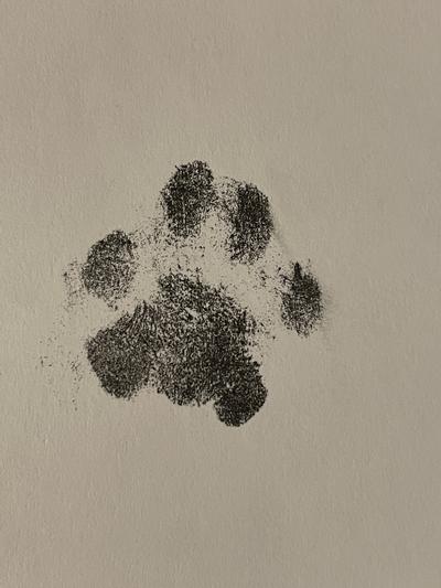 Pearhead Pet Paw Print Clean-Touch Ink Pad and Imprint Cards, Cats