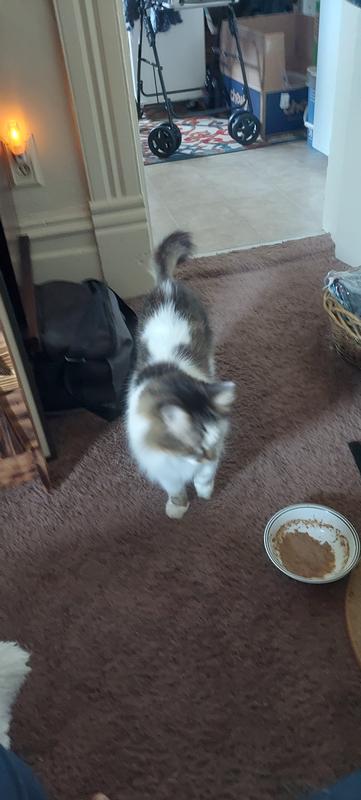 Declan working on his breakfast.