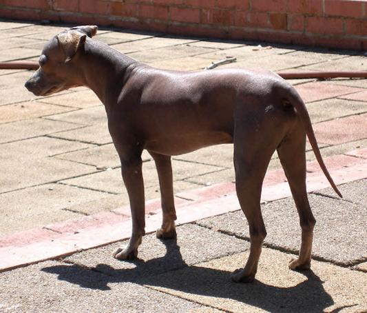 "Chipotle" the Xoloitzcuintli (Mexican Hairless)