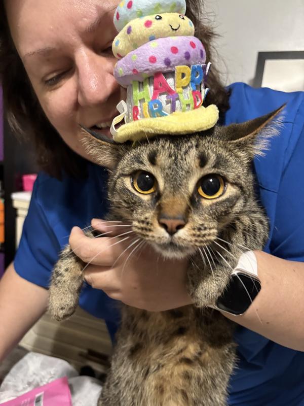 Sonwyoung 40 Pcs Mini Party Hats With Pompoms, Glitter Stuffed Animals Birthday Party Hats Small Paper Cone Hats For Stuffed Animals Pets Dogs Cats Birthday Party Accessories