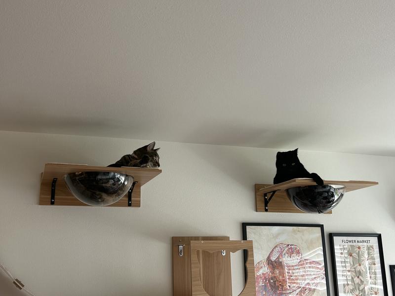 Two cats sitting in their own separate bowls