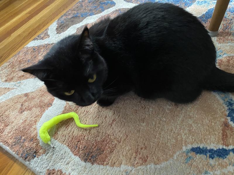 Vincent eyeing his fuzzy worm friend