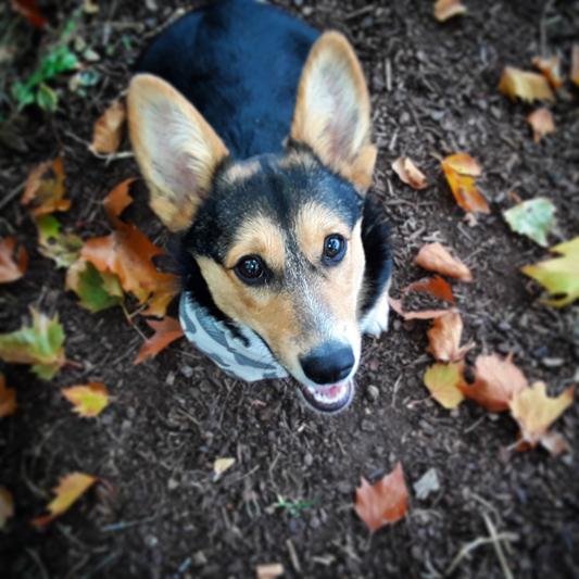 Dahlia the photogenic one