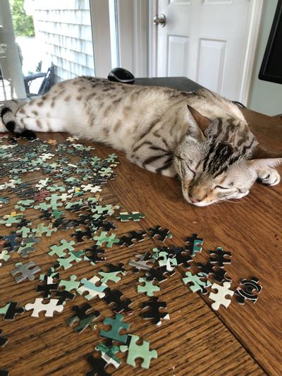 Too many pieces ! Nap time!