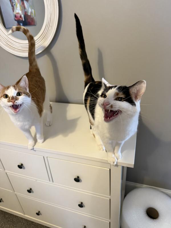 Meowing like crazy for their food!