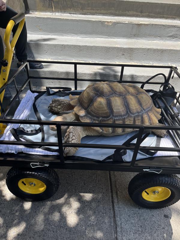 Goldie is going to the park