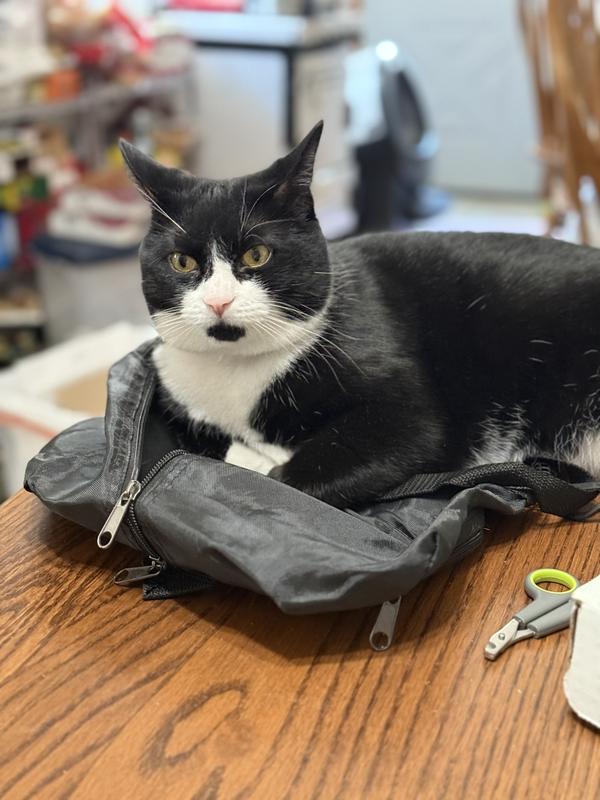 How to Keep a Cat from Over Grooming: Expert Tips That Work