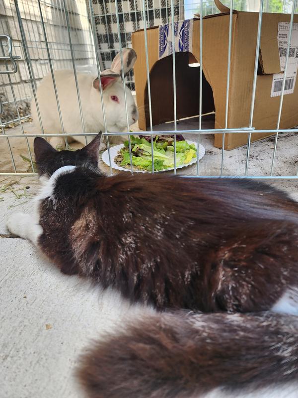 Our cat loves to visit our rabbit