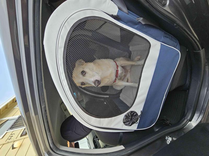 PETSAFE Happy Ride Collapsible Cat & Dog Travel Crate, Gray & Blue