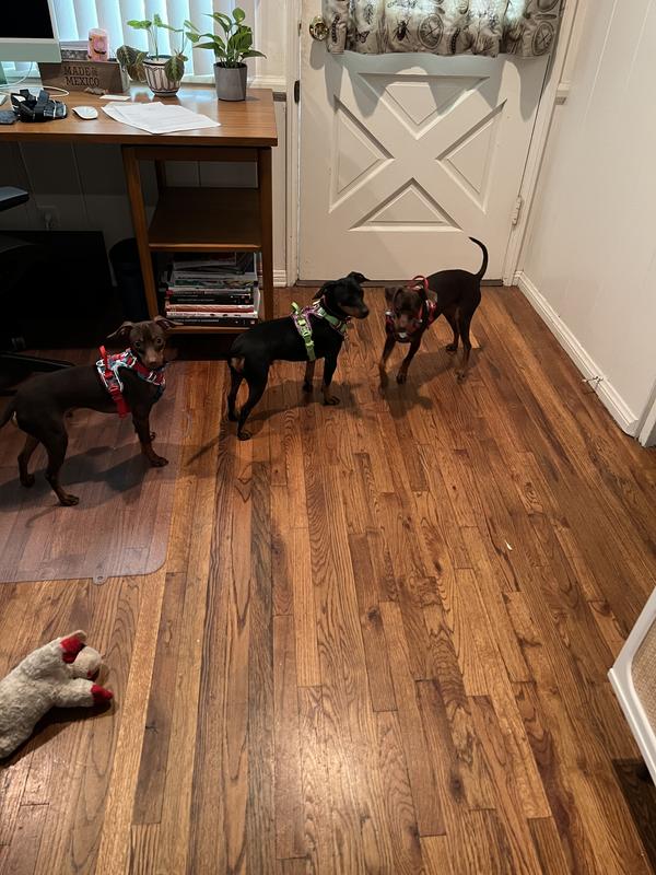 ordered size small, largest dog is 18 lbs and it fits perfect