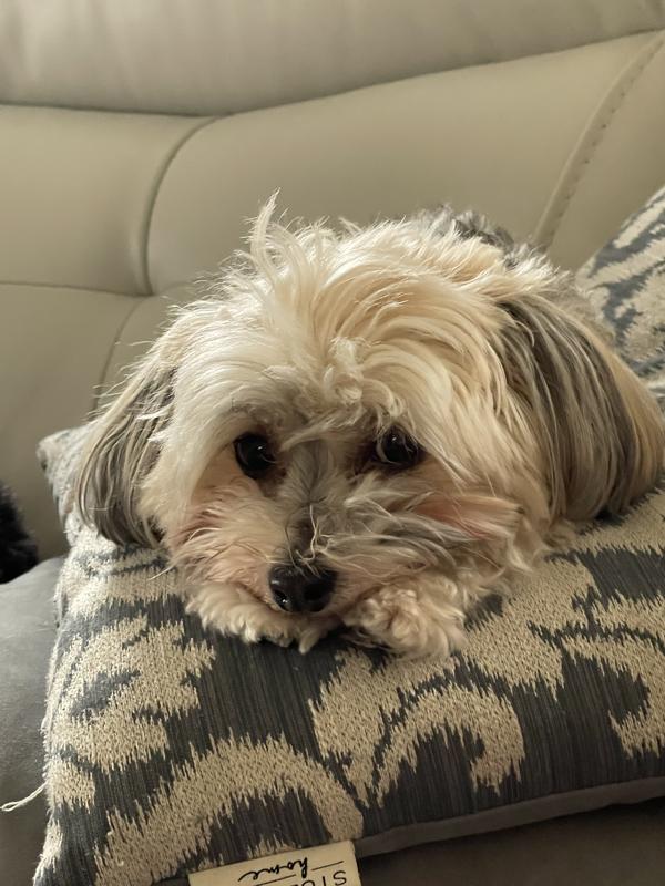 Chewy treat for Havanese.