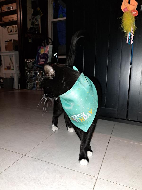 Frisco Festive Fox Dog & Cat Bandana, One Size