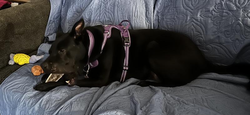 He had three chew toys to choose from, and he chose the antler.