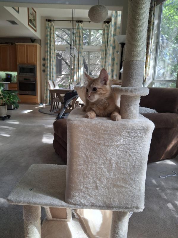 The other kitten is inside the box enclosure. :)