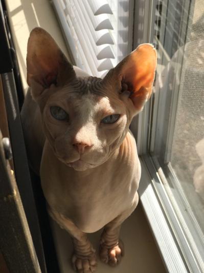 grandpa kitty
