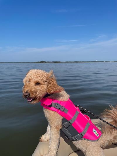 Henley on the boat in her life jacket!