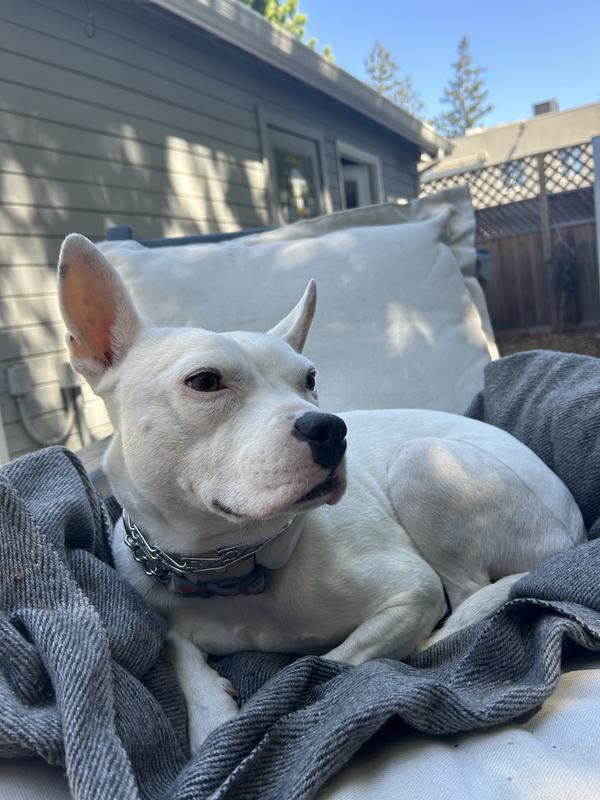 After 3 months of the Pawfy supplement, no more eye stains