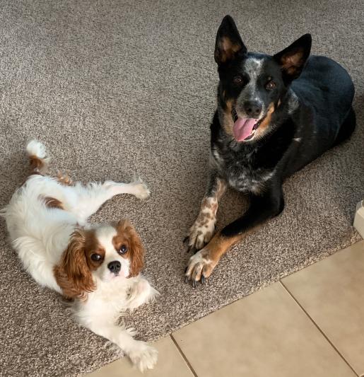 Poppy & Ryder