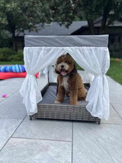 Frisco Outdoor Wicker Dog House & Bed