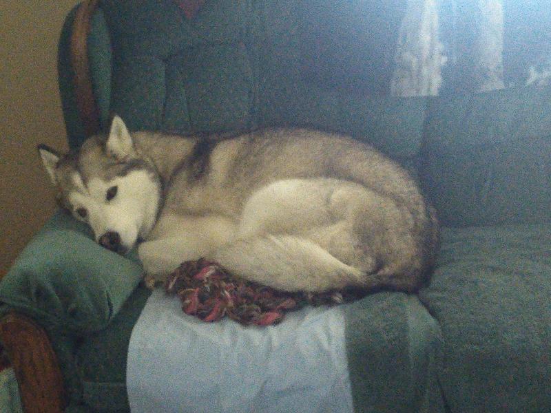 Ms Gracie taking her nap