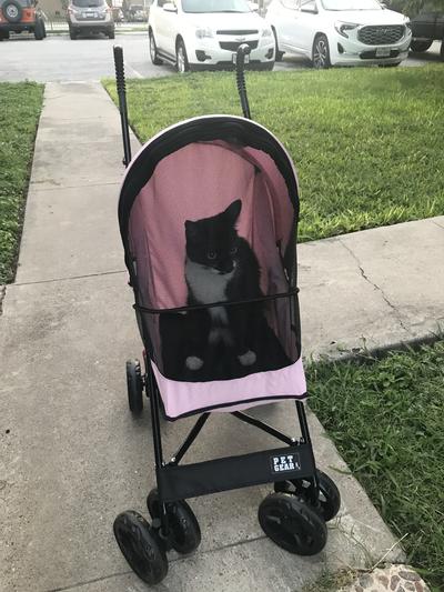 Pet gear best sale travel lite stroller