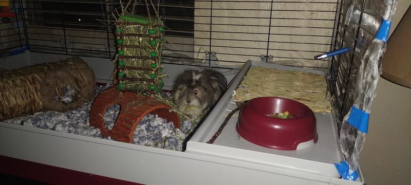 Eating hay from his new hay hanger!!