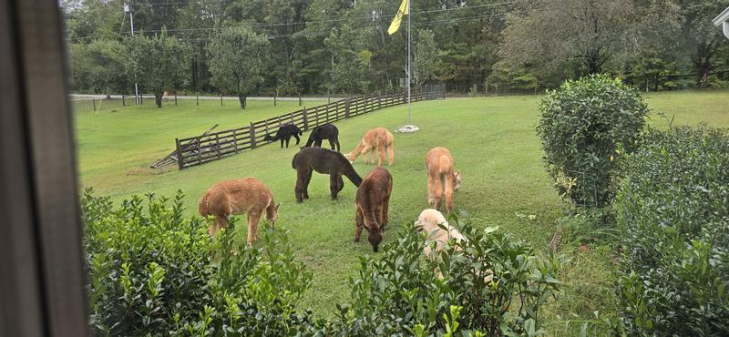 Our boys enjoying some fresh grass.