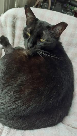 Jack being cozy & comfortable again!!!