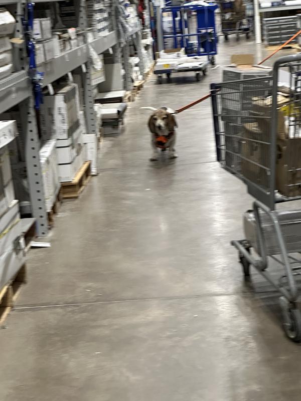 Walking the Lowe’s runway sporting his chai’s choice harness and matching leash.
