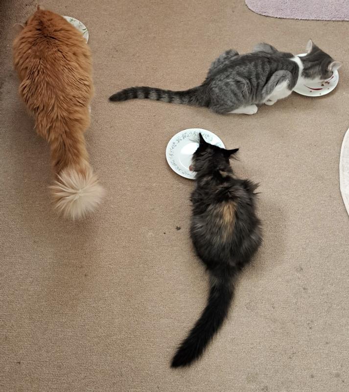 Big brother Buster, Chapa and Stormy eating their Iaams kitten food.