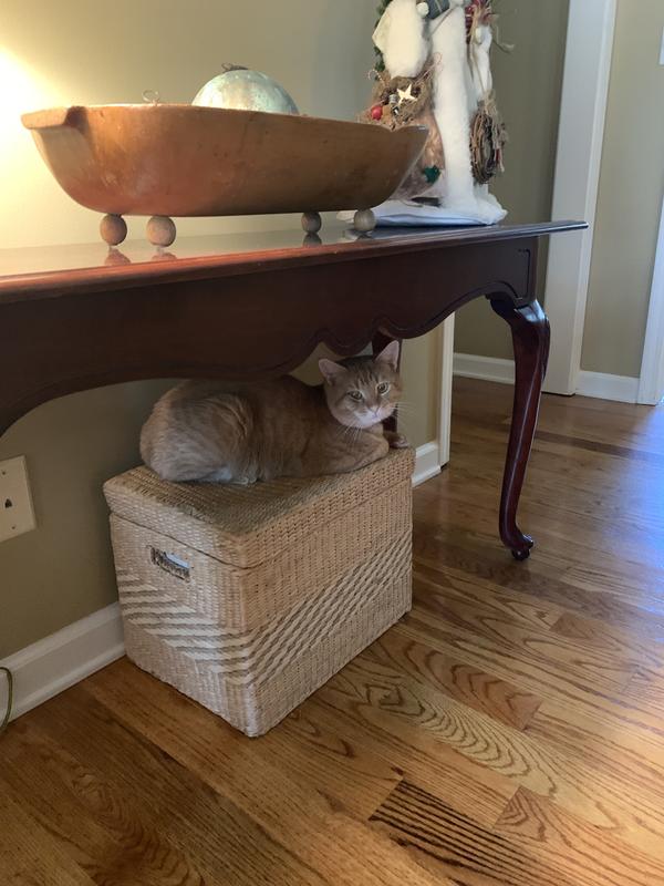 Our big boy, Buckwheat