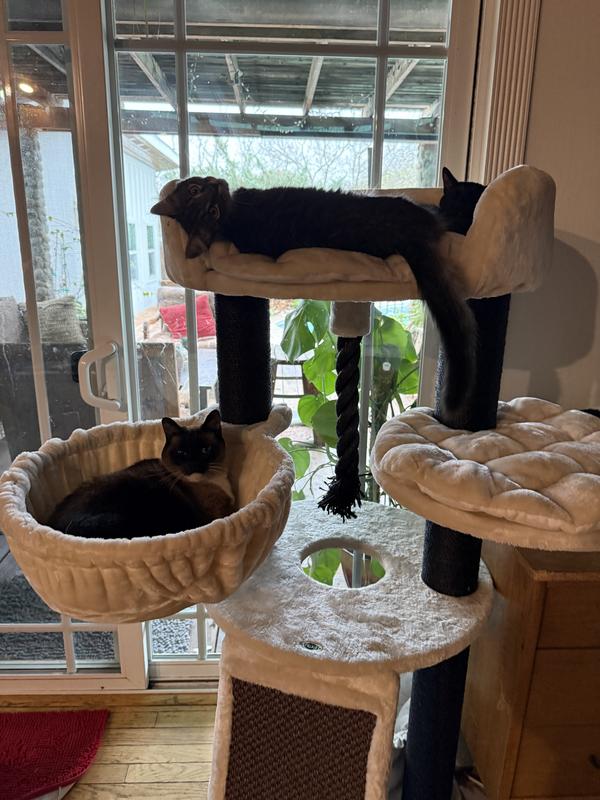 Simon with the kittens