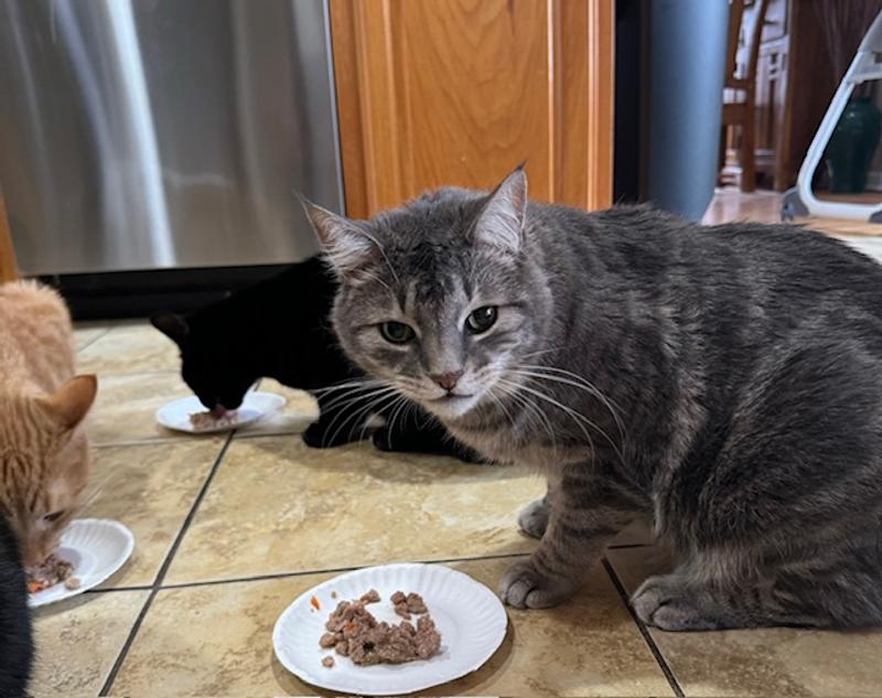 Simon Barsinister does not want to be interrupted while he's eating his new yummy food!