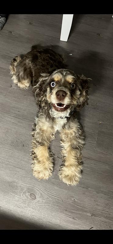 Anxiously awaiting her meal!