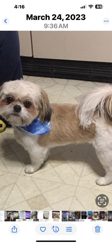 My healthy love bug Baylee this food makes him a healthy dog