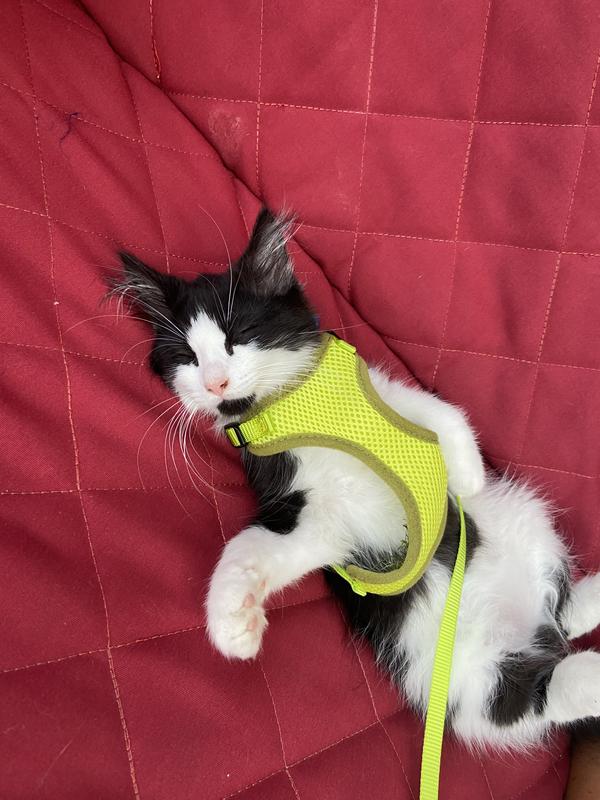 Kitten wearing the harness showing off the underside.