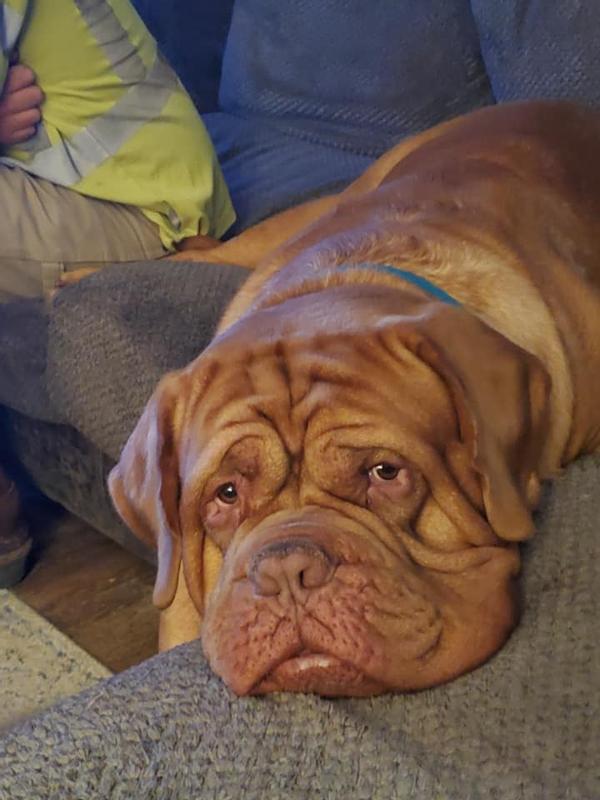 Royal Canin Vet Care Adult Giant Dog Osteo & Digest – 14 Kg, Spezialfutter Für Große Hunde Mit Gelenk- & Verdauungsunterstützung