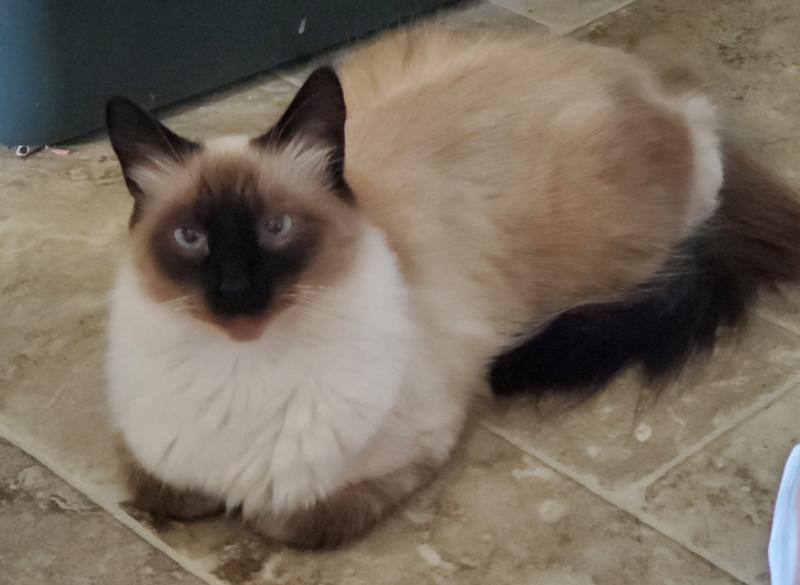 Happy & healthy cats!