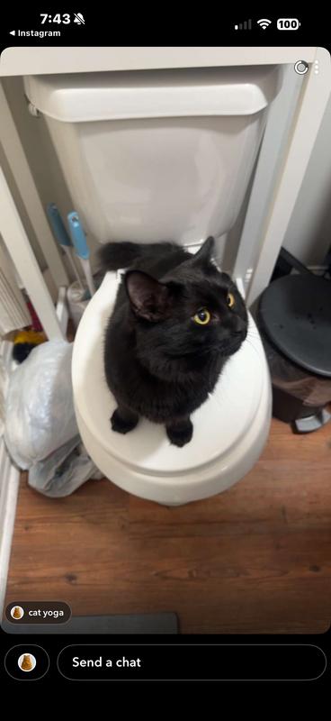 Luna sitting on the toilet also being happy that he no longer has fleas