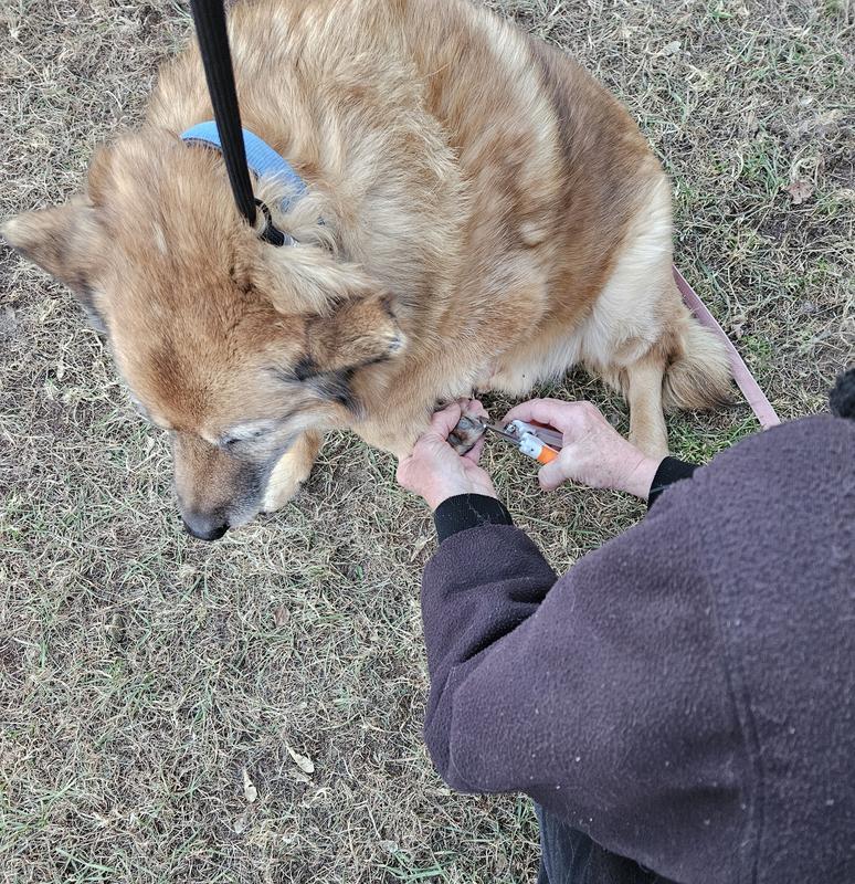 Cal getting his nails cut. His nails are smaller then the other 2 dogs