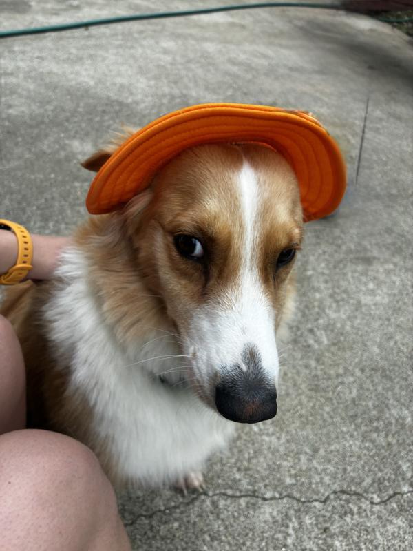 FRISCO Summer UPF 45 Cooling Dog & Cat Bucket Hat, Orange, X