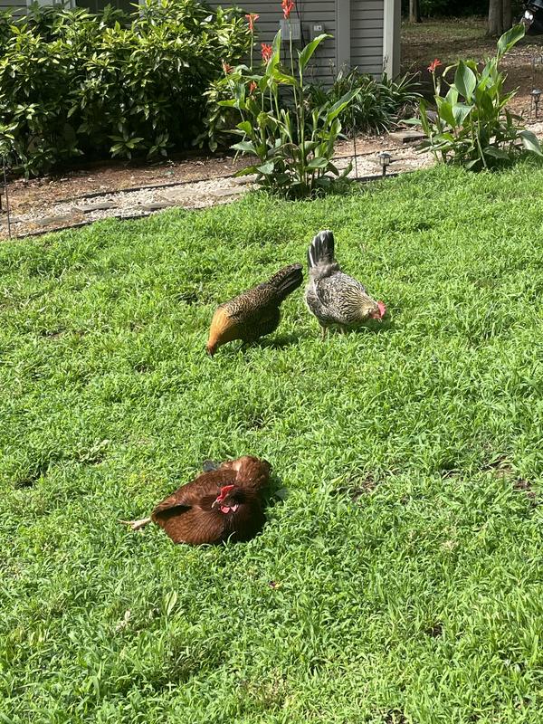Foraging for sunflower seeds