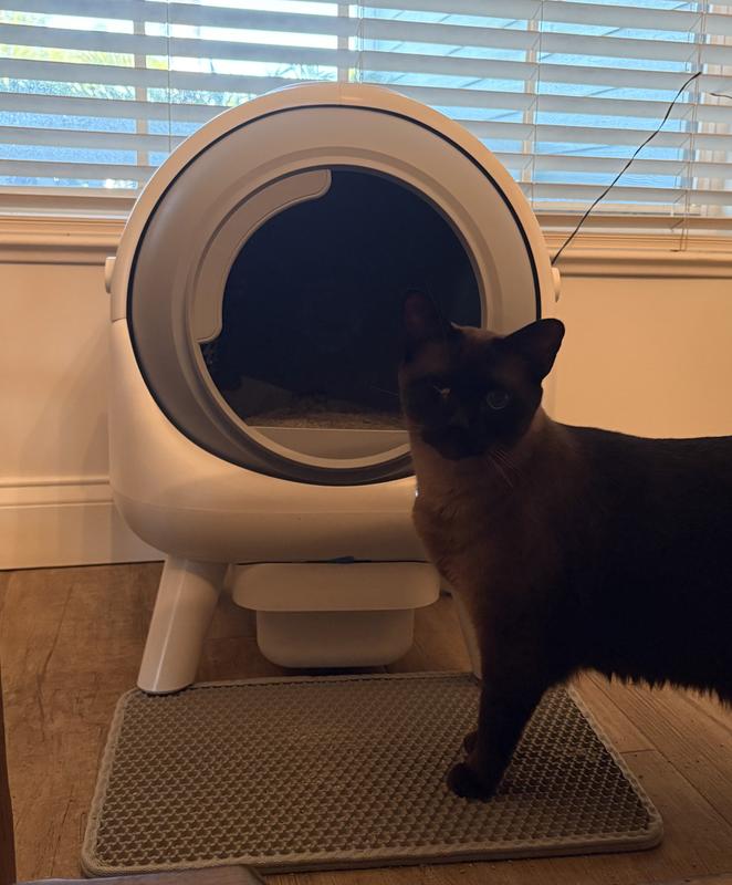 This is a very large cat (21lbs) and he had no issue entering or exiting.