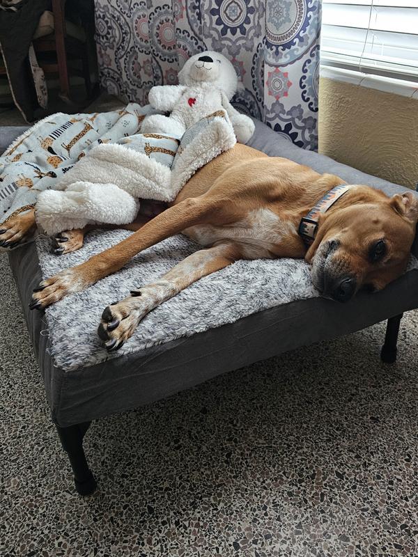 Thank you Chewy for my new bed!