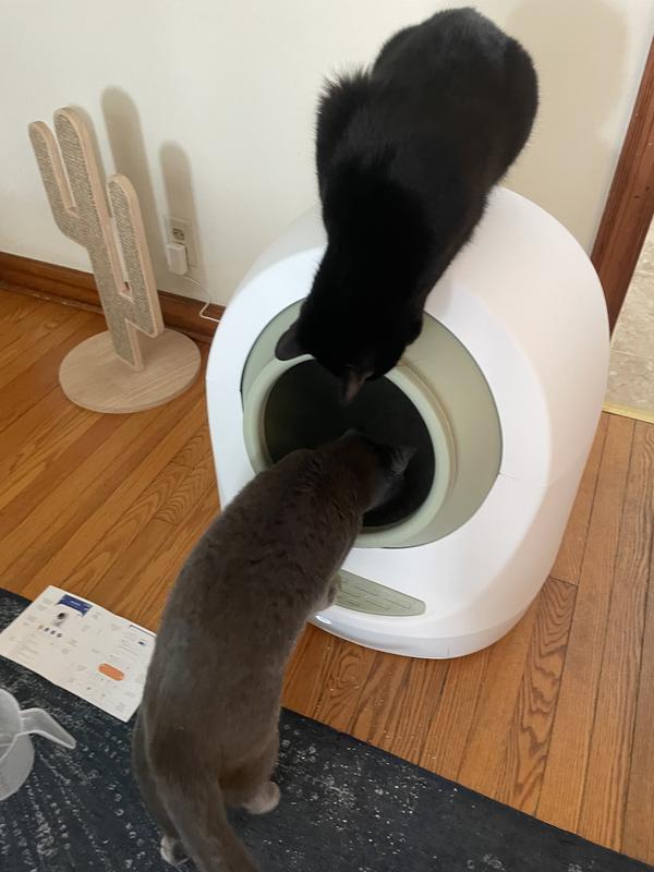 2 kittens checking it out as it arrived. They tried issuing it before I could even get litter in it. Lol