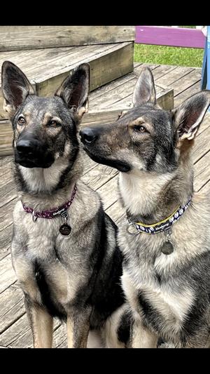 Mya and Maddi wearing their Blueberry collars
