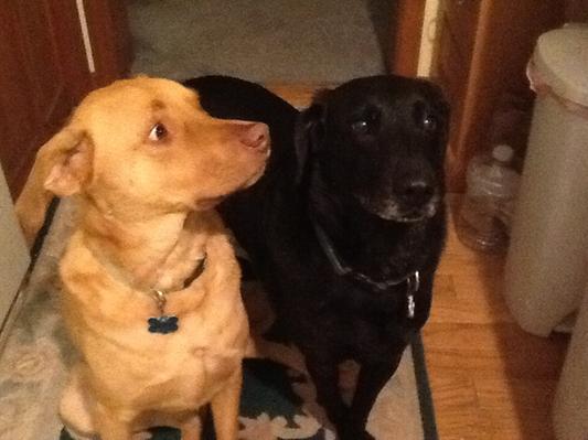 Milo with Cody