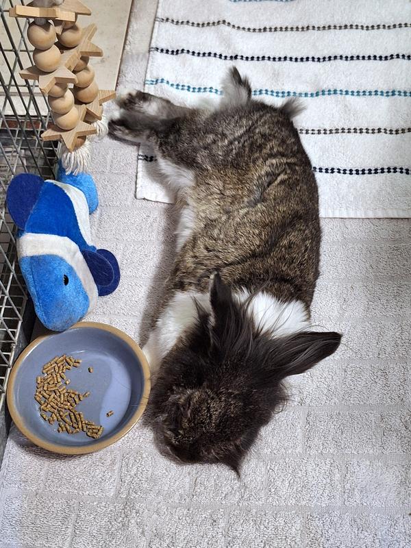 He chowed down and then took a nap!