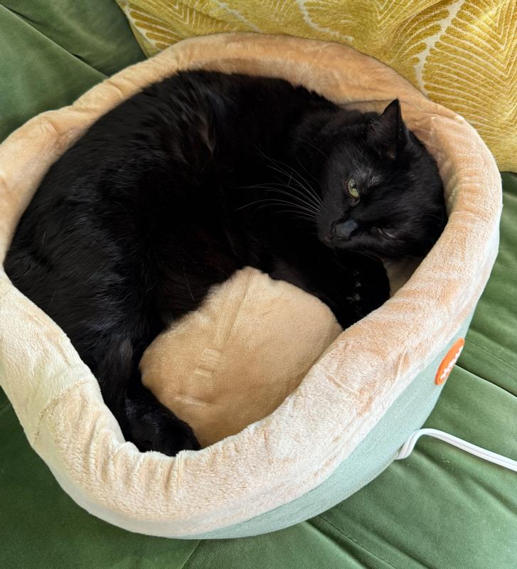 Black cat inside of bed